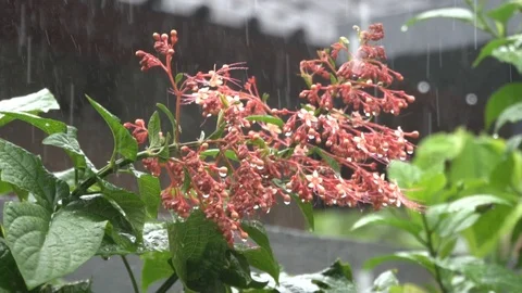 Slow motion: Red flowers under tropical rain in Bali. Stock Footage 104261930