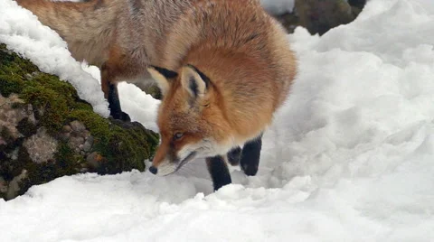 Slow motion red fox (Vulpes vulpes) walking in the snow. Stock Footage 46907313