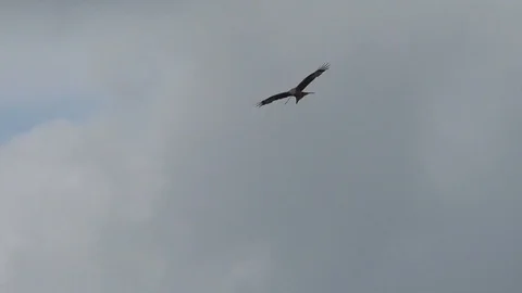 Slow-motion: red kite gliding and circling in cloudy sky, twig in its beak, bird Stock Footage 107387503