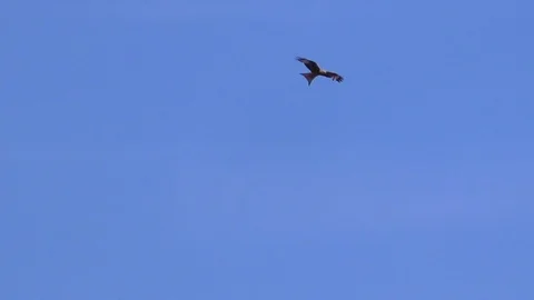 Slow motion: Red kite (milvus milvus) flying in a clear blue sky, majestic bird Stock Footage 89006448