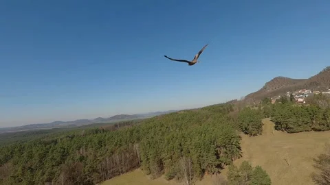 Slow Motion of Red Kite (Milvus milvus) in Flight (4K) Stock Footage 311672199