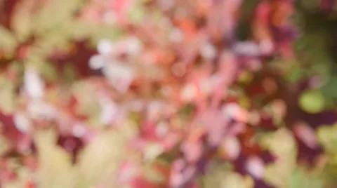 Slow Motion Red Leaves Video stock 64921491
