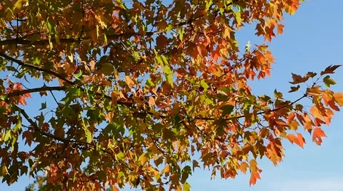 Slow motion -  Red leaves in tree with wind Stock Footage 42308006