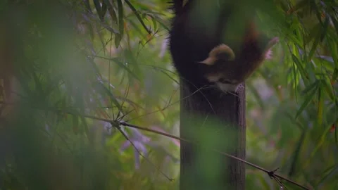 Slow motion of red panda descending tree trunk in shaded forest Stock Footage 315137768