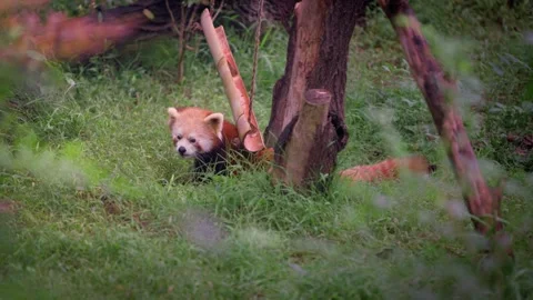 Slow motion of red panda playing with bamboo swing in forest clearing Stock Footage 316167411