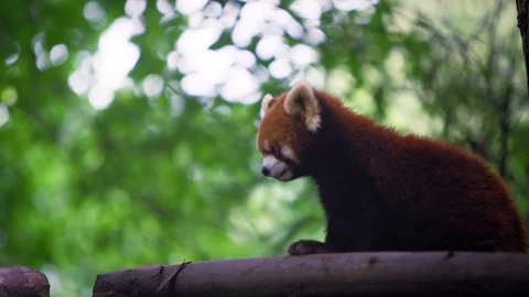 Slow motion of red panda resting peacefully on shaded ledge Stock Footage 315682034