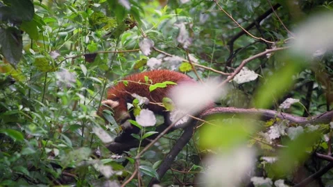 Slow motion of red panda resting on tree branch in green forest Stock Footage 316700220
