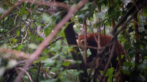 Slow motion of red panda swinging on bamboo in dense green forest Stock Footage 315137665