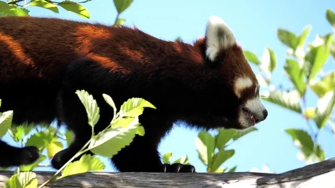 Slow motion of red panda is walking on the tree Video stock 78217258