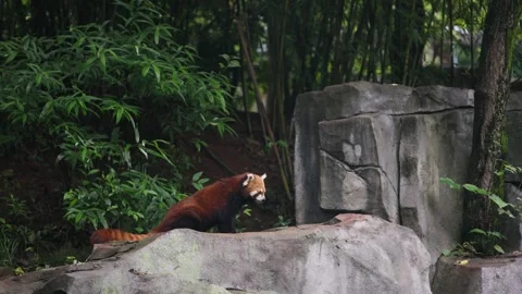 Slow motion of red panda walking on rocks near tree and stone shelter Stock Footage 315137263