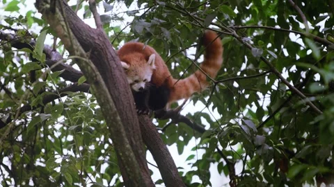 Slow motion of red panda walking on high tree branch in green forest Видео 315681858