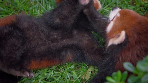 Slow motion of red pandas touching faces and playing together Stock Footage 317904775
