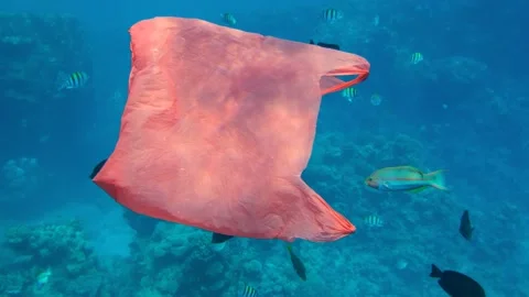 Slow motion, red plastic shoping bag slowly swims with school of colorful tropic Stock Footage 142931882