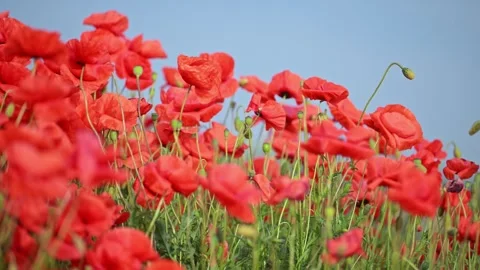 Slow motion red poppies under blue sky. Stock Footage 316104900