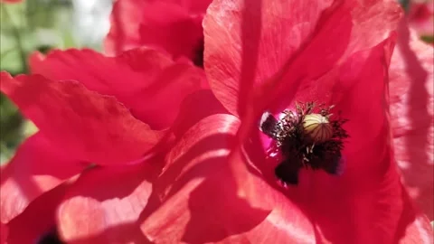 Slow Motion Red Poppy Macro Footage 4K Видео 335580825