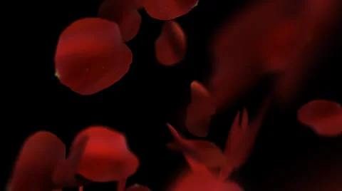 Slow Motion Red Rose petals fyling with alpha channel 動画素材 39287778