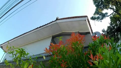 Slow motion red shoot plants Video stock 242524959