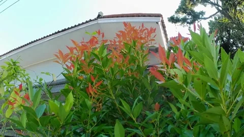 Slow motion red shoot plants Stock Footage 242528565