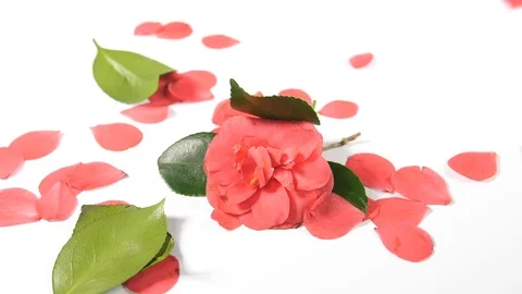 Slow motion of red spring blossom flower with leaves falling from above Stock Footage 90838993