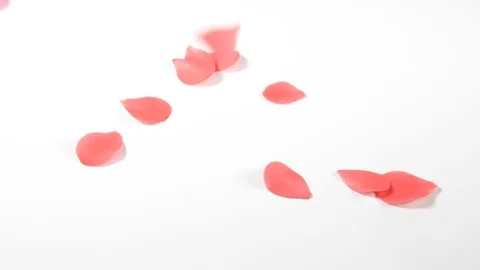 Slow motion of red spring blossom petals falling from above onto a white surface Stock Footage 90839642