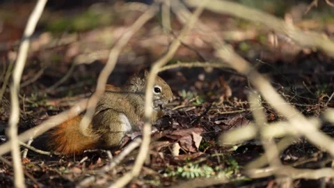 Slow Motion Red Squirrel Eating on Forest Floor Stock Footage 335880852