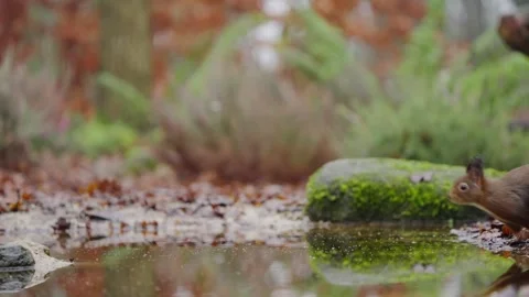 Slow motion red squirrel leaping over water with nut in mouth onto mossy patch Stock Footage 318946543