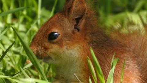 Slow motion Red Squirrel in Norway foraging and eating Stock Footage 155124924