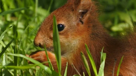 Slow motion Red Squirrel in Norway foraging and eating Stock Footage 155124933