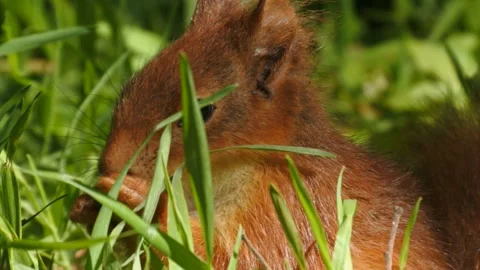 Slow motion Red Squirrel in Norway foraging and eating Video stock 155124971
