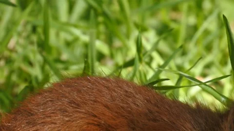 Slow motion Red Squirrel in Norway foraging and eating Stock Footage 155124984