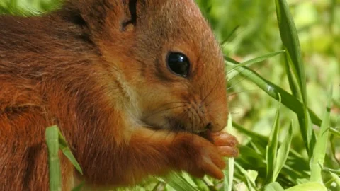 Slow motion Red Squirrel in Norway foraging and eating Stock Footage 155125038