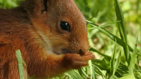 Slow motion Red Squirrel in Norway foraging and eating Stock Footage 155125070