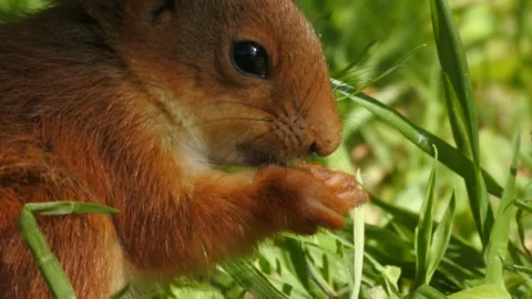 Slow motion Red Squirrel in Norway foraging and eating Stock Footage 155125125