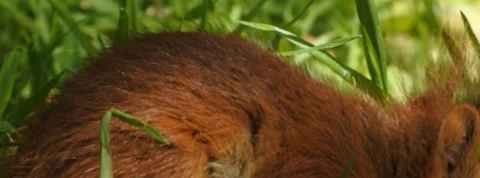 Slow motion Red Squirrel in Norway foraging and eating Stock Footage 155125126