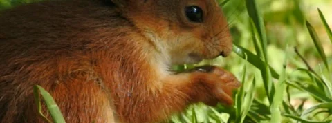 Slow motion Red Squirrel in Norway foraging and eating Stock Footage 155125154
