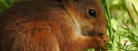 Slow motion Red Squirrel in Norway foraging and eating Stock Footage 155125192