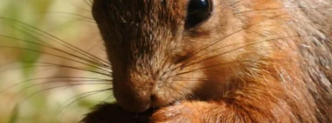 Slow motion Red Squirrel in Norway foraging and eating Stock Footage 155125200