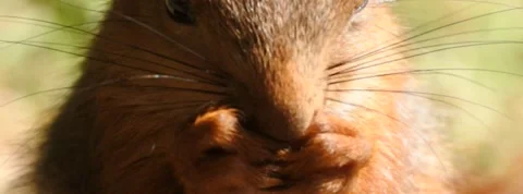 Slow motion Red Squirrel in Norway foraging and eating Stock Footage 155125202