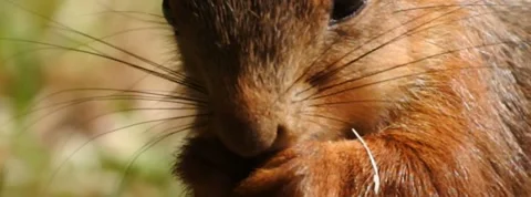 Slow motion Red Squirrel in Norway foraging and eating Stock Footage 155125226