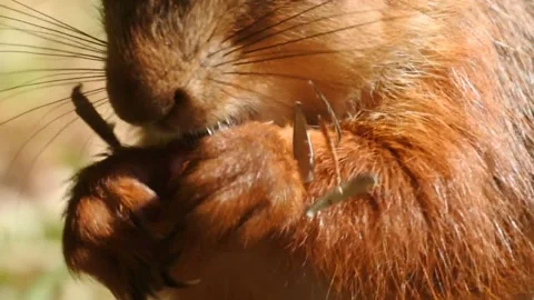 Slow motion Red Squirrel in Norway foraging and eating Stock Footage 155125286