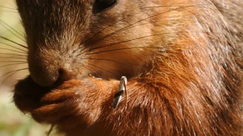 Slow motion Red Squirrel in Norway foraging and eating Stock Footage 155125289