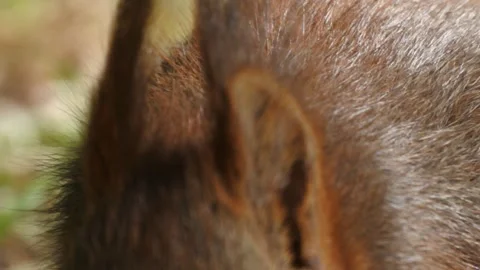 Slow motion Red Squirrel in Norway foraging and eating Stock Footage 155125290