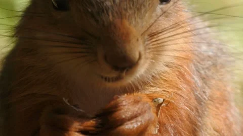 Slow motion Red Squirrel in Norway foraging and eating Stock Footage 155125331