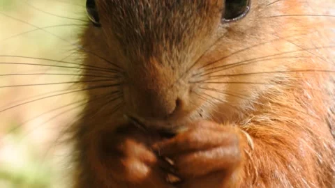 Slow motion Red Squirrel in Norway foraging and eating Video stock 155125417