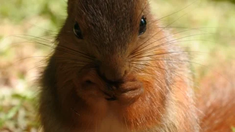 Slow motion Red Squirrel in Norway foraging and eating Stock Footage 155125433