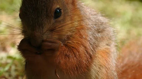 Slow motion Red Squirrel in Norway foraging and eating Stock Footage 155125434