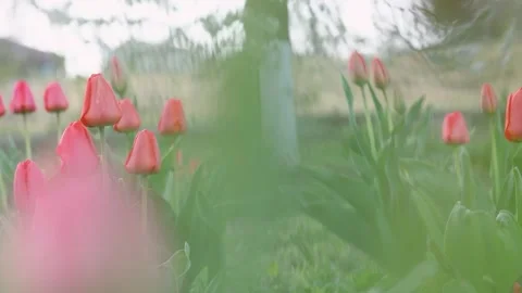 Slow Motion of red tulips. Spring season symbol. Natural flora and greenery. Stock Footage 152947785