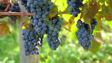 Slow motion of red wine grapes in the vineyard, biological Video stock 116661324