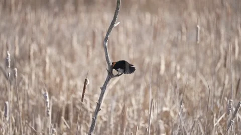 Slow Motion Red-Winged Blackbird Perched on Dead Tree in Marshland Vídeo Stock 335841043