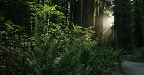 Slow Motion Redwood Forest Video stock 70816911